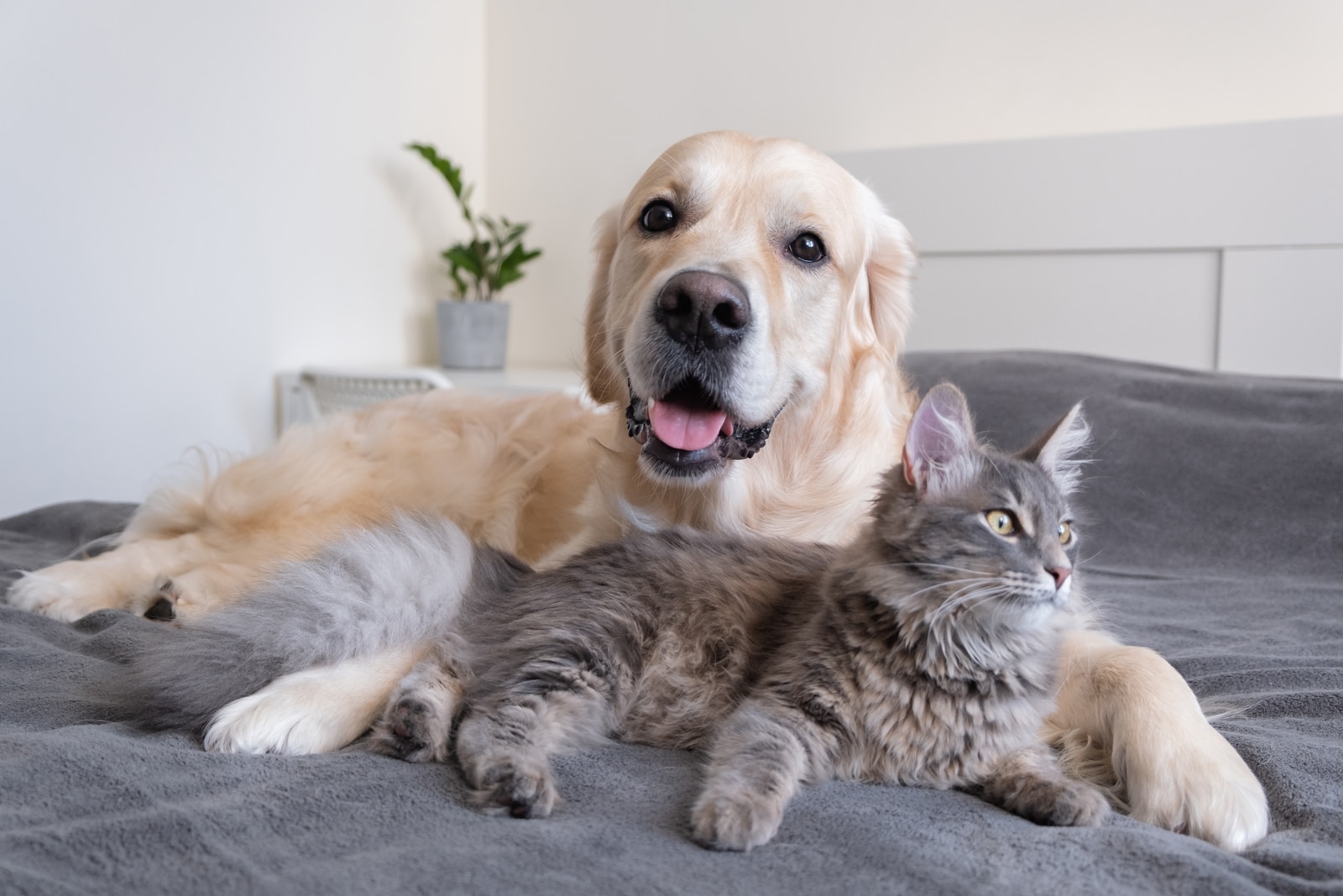 finding the right smart pet feeder from nerdy home tech