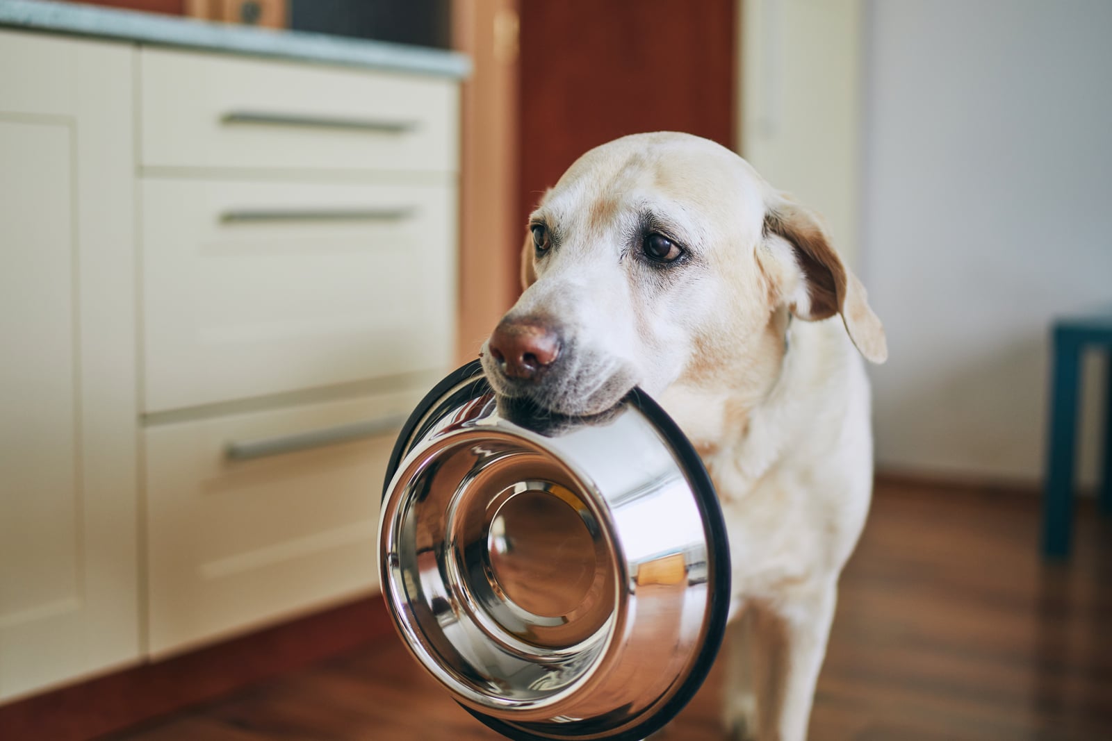 Dog waiting to be fed.