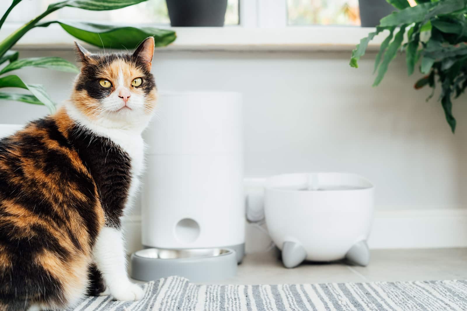 Best Smart Pet Feeders at Nerdy Home Tech