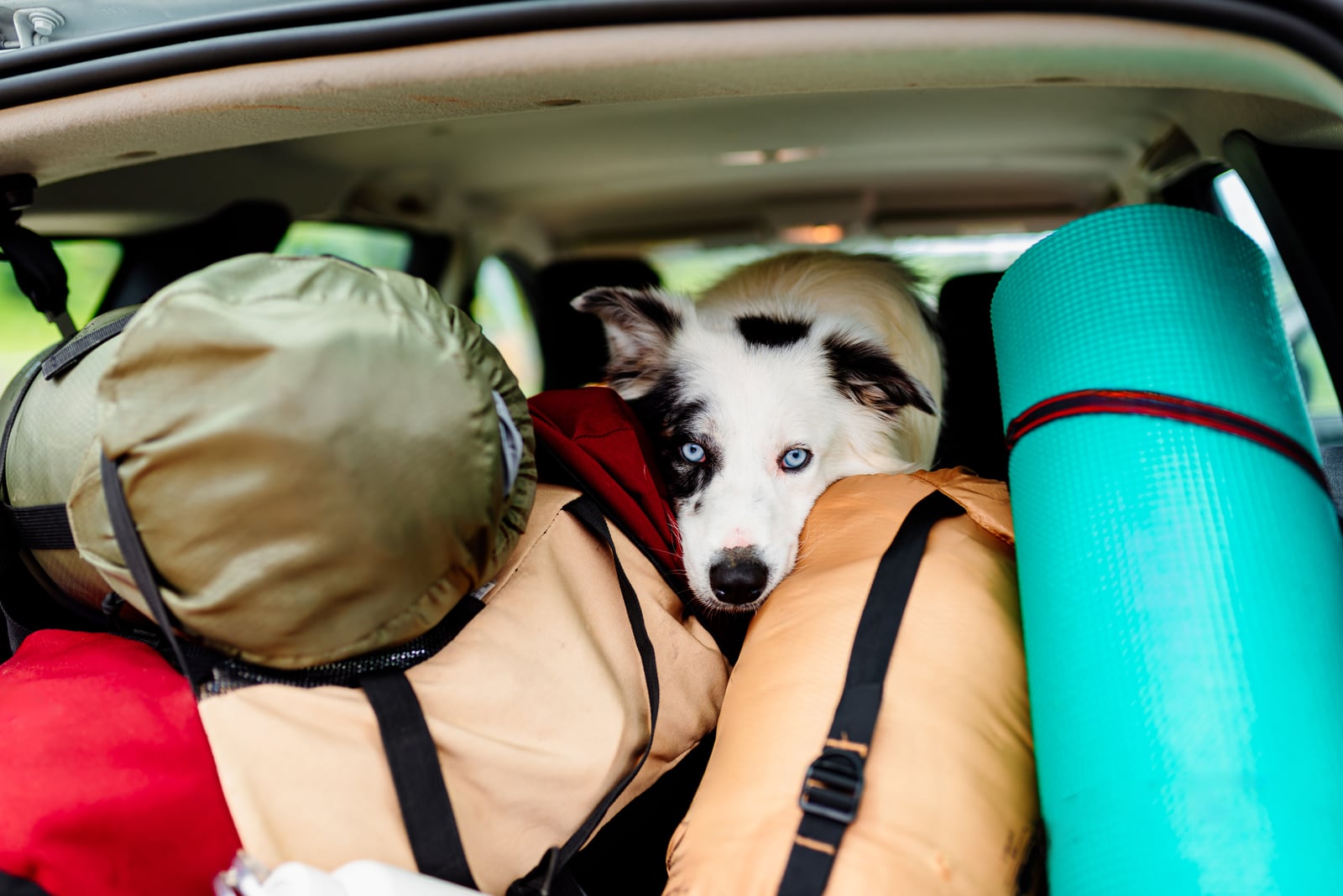 Make sure your pet is fed while you're away. Best Pet Feeders