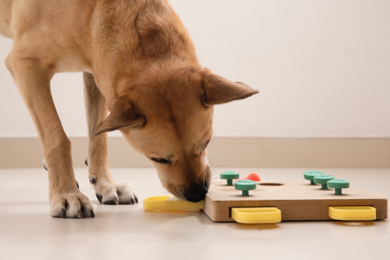 smart pet toys a guide for pet lovers