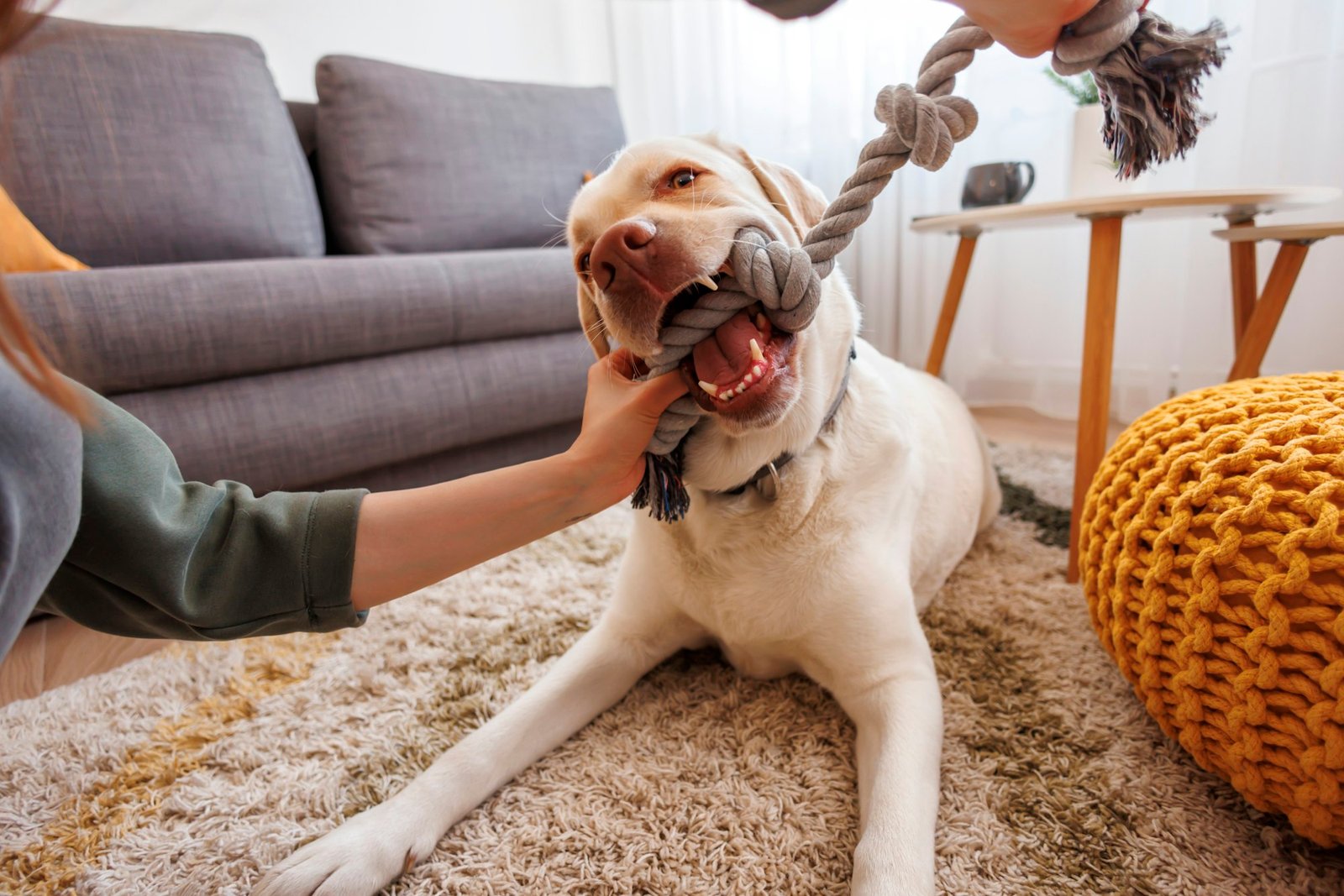 Smart Pet Toys
