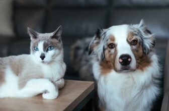Dog And Cat Live Together. Smart Pet Cameras
