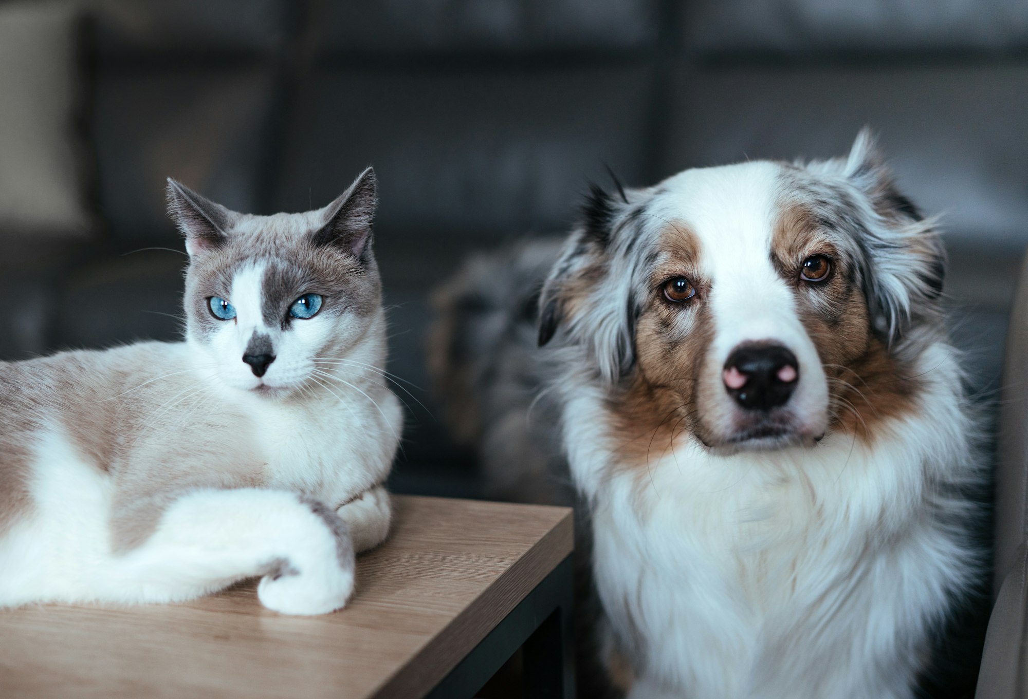 Dog and cat live together. Smart pet cameras