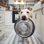 Best Smart Feeders for Pets: Tips and Buyer’s Guide