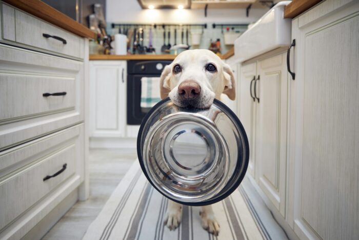 Best Smart Feeders for Pets: Tips and Buyer’s Guide