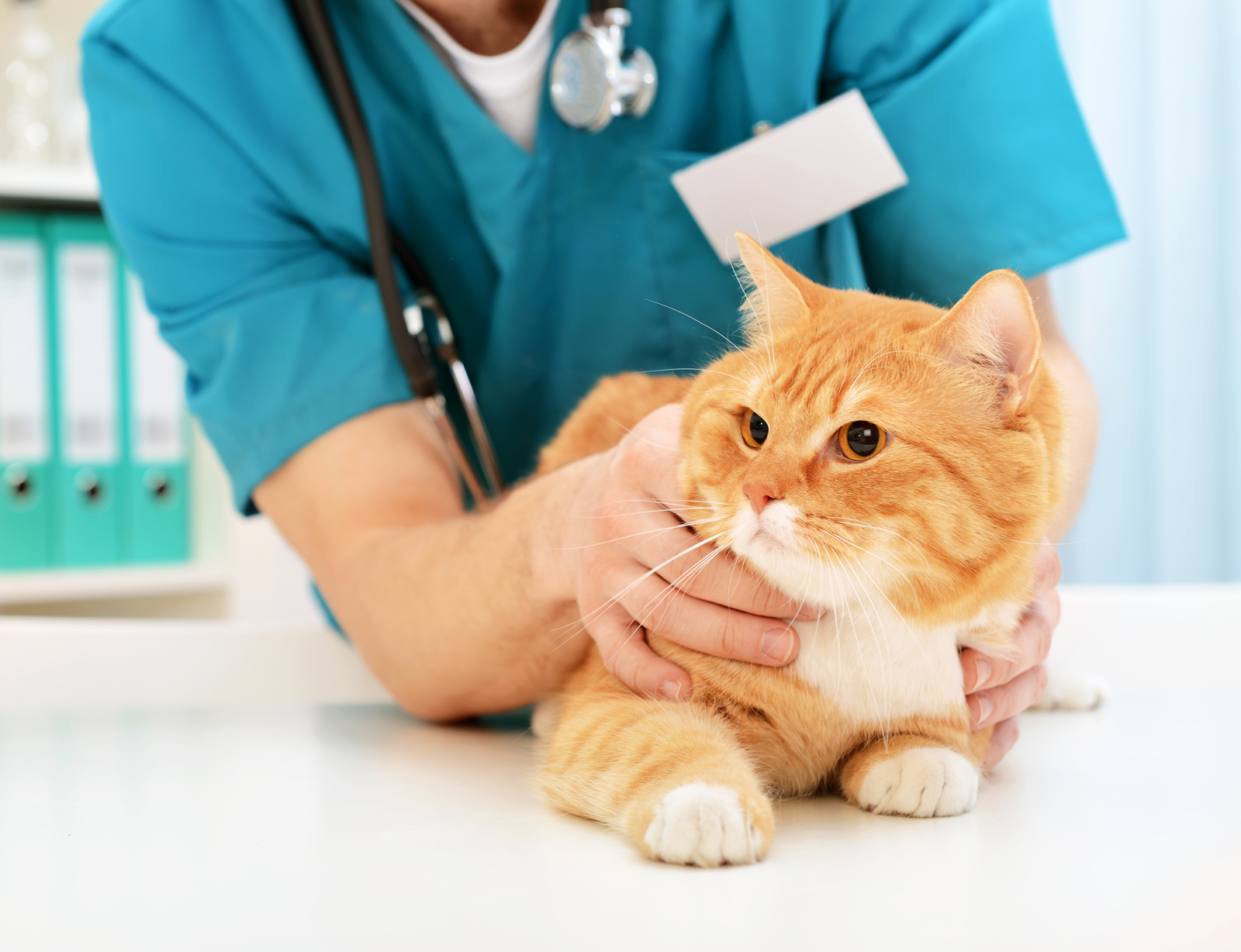 Pet cat health monitoring for early prevention