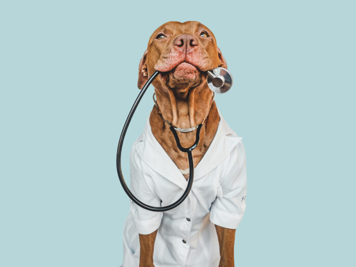The Ultimate Guide to Smart Pet Health Monitoring Systems 2025