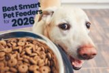 Best Smart Pet Feeders for 2026: A Straightforward Guide to Picking Tools That Actually Work